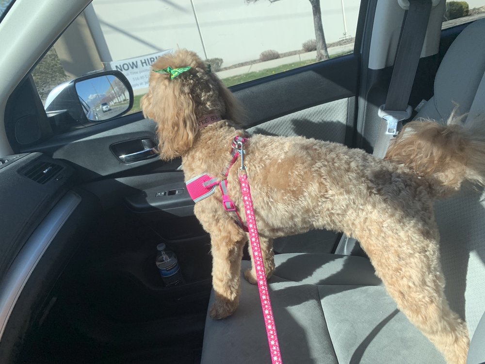 DELLAMORE GROOMING Updated September 2024 24 Photos 9036 S