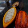 Amazon Spheres gift card