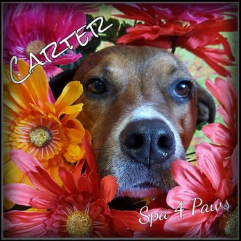 Spa 4 Paws - Pet Groomers Near Me - Fort Collins, Colorado Spa 4 Paws - Pet Groomers Near Me - Fort Collins, Colorado