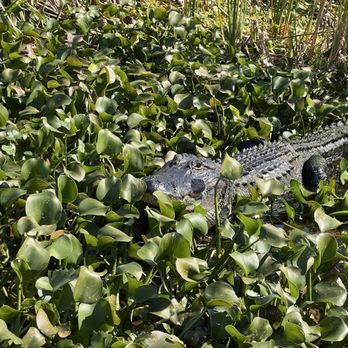 Florida Airboat Excursions - Boating Near Me - Fellsmere, Florida Florida Airboat Excursions - Boating Near Me - Fellsmere, Florida