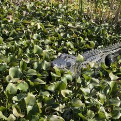 Florida Airboat Excursions