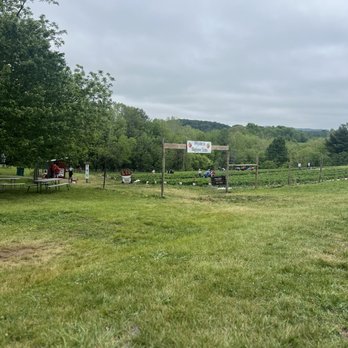 Wegmeyer Farms - Picking strawberries - Do-It-Yourself Food Near Me - Hamilton, Virginia