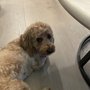 Photo of Julie's Pet Grooming and Boarding
