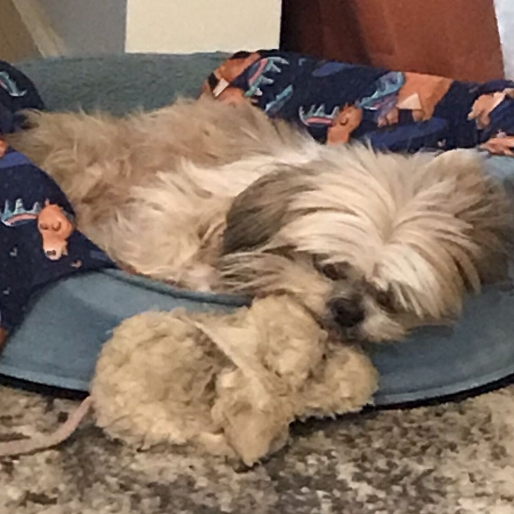 Dog Daze - Margie nice and relaxed. Thank you! - Pet Training Near Me - Charleston, South Carolina Dog Daze - Margie nice and relaxed. Thank you! - Pet Training Near Me - Charleston, South Carolina