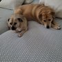 Photo of At Home Veterinary Service and Surgery