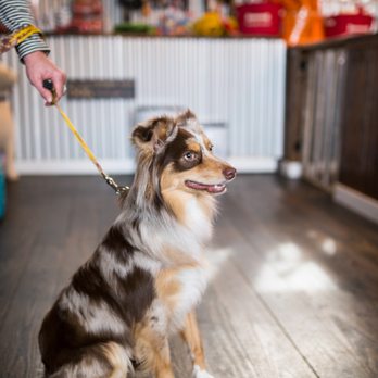 Pets On Main - Handsome man, Cash! - Pet Groomers Near Me - Ellijay, Georgia Pets On Main - Handsome man, Cash! - Pet Groomers Near Me - Ellijay, Georgia