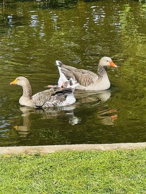Lafreniere Park by null