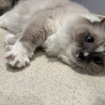 Club Cat - Pet Boarding Near Me - Irvine, California Club Cat - Pet Boarding Near Me - Irvine, California