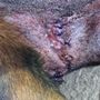 Lifeline Spay & Neuter Clinic