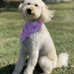 PetSquad