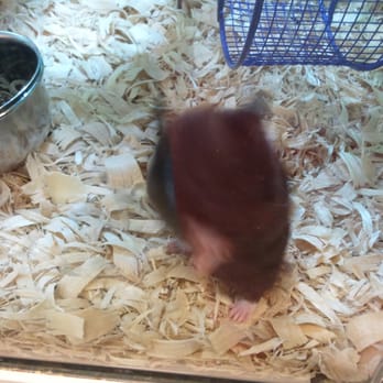 PetSmart - OMG!!!! Sooooo cute!!!!!!! - Pet Stores Near Me - Daly City, California