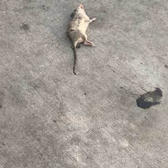 Wingstop - It was a dead rat right outside the door - Chicken Wings Near Me - Galveston, Texas Wingstop - It was a dead rat right outside the door - Chicken Wings Near Me - Galveston, Texas