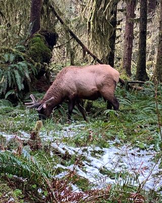 Hoh Rain Forest by null