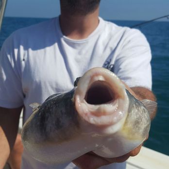 AM Charters - We caught all sorts of fish. - Fishing Near Me - Nokomis, Florida
