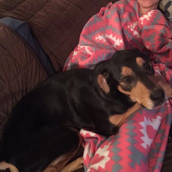 Karina Kares Sitter Services - Hershey loves to Cuddle... - Dog Walkers Near Me