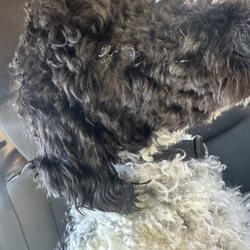 Virginia Beach SPCA