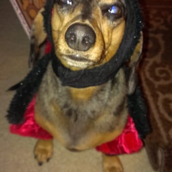 vca california oaks animal hospital