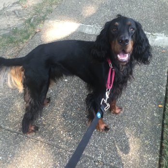 OutBound Pets - Yes, more please - Dog Walkers Near Me