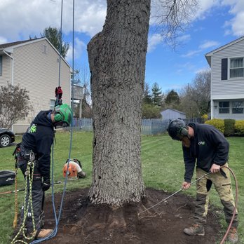 McCabe's Tree Experts - Caring for the roots of this tree - Tree Services Near Me McCabe's Tree Experts - Caring for the roots of this tree - Tree Services Near Me
