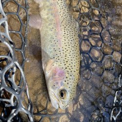 Deep Creek Outfitters - Landed Rainbows