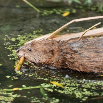 Beaver Marsh - Muskrat - Landmarks & Historical Buildings Near Me - Peninsula, Ohio
