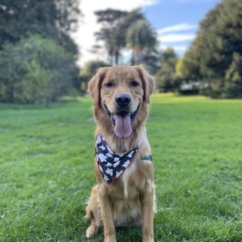 Cole Valley Pets - Pet Stores Near Me - San Francisco, California