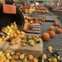 Photo of Motts Greenhouse & Cider Mill