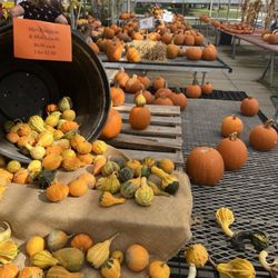 Motts Greenhouse & Cider Mill