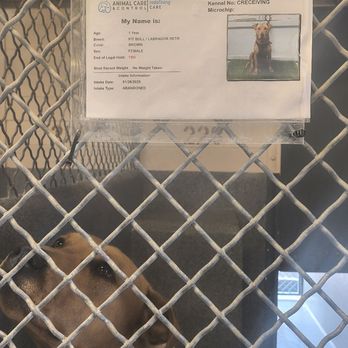 Carson Animal Care Center - Cute doggo who needs a home - Animal Shelters Near Me - Gardena, California