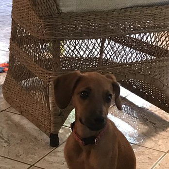 Better Nature Dog Training - Mika! Age 4 months - Pet Training Near Me