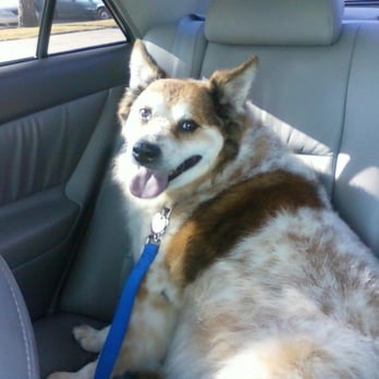 First-Col Pet Salon - Sammy fresh from his grooming at First-Col! - Pet Stores Near Me - Arcadia, California