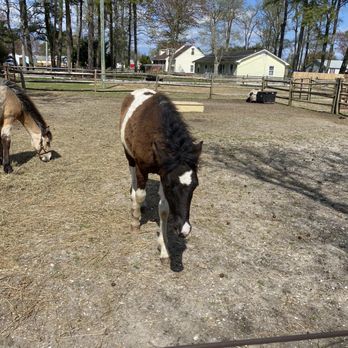 Chincoteague Pony Center - This one was our favorite--so personable! - Horseback Riding Near Me - Chincoteague, Virginia Chincoteague Pony Center - This one was our favorite--so personable! - Horseback Riding Near Me - Chincoteague, Virginia