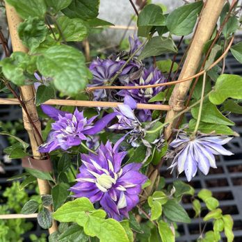Bellevue Nursery - Purple clematis - Nurseries & Gardening Near Me - Bellevue, Washington