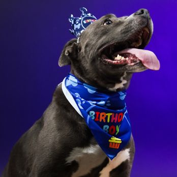 King Creative Studios - Pet photography - Session Photography Near Me - Lawrenceville, Georgia King Creative Studios - Pet photography - Session Photography Near Me - Lawrenceville, Georgia