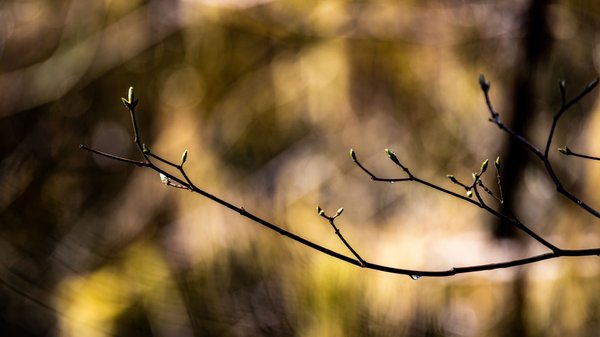 Hoh Rain Forest by null