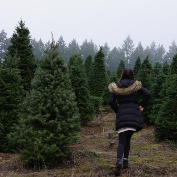 ZURBRUGG FARMS CHRISTMAS TREES - Updated June 2026 - 11 Photos