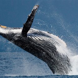 Whale Watching at H&M Landing