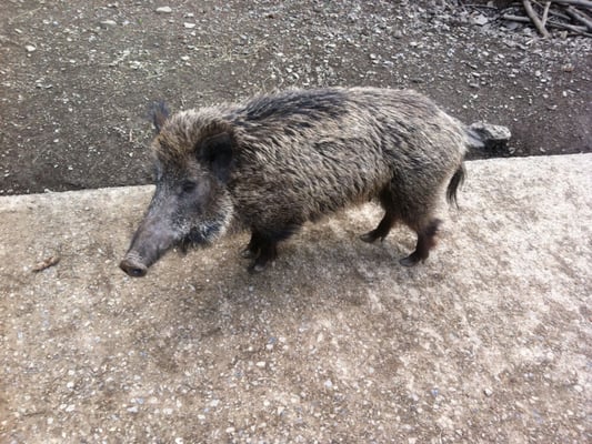 Wildpark Edersee by null