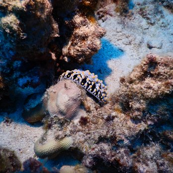 Island Divers Hawaii - nudibranch - Scuba Diving Near Me - Schofield Barracks, Hawaii Island Divers Hawaii - nudibranch - Scuba Diving Near Me - Schofield Barracks, Hawaii