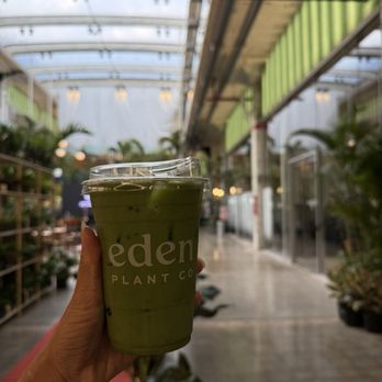 Eden Plant - Matcha - Nurseries & Gardening Near Me - Houston, Texas