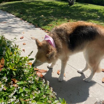 Puppy Fades - Frankie sniffing the flowers after her grooming. She was very excited to see us and had her fluffiness trimmed perfectly. - Pet Groomers Near Me - Pasadena, California