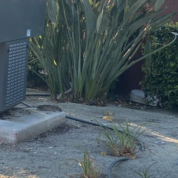 McDonald's - Rats - Fast Food Near Me - Chino, California