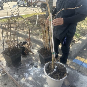 The Home Depot - My dead plants with the sky and tags still on them. - Hardware Stores Near Me - McKinney, Texas The Home Depot - My dead plants with the sky and tags still on them. - Hardware Stores Near Me - McKinney, Texas