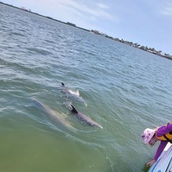 Dolphin Family Tours