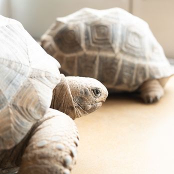 Hisss - Reptile Shops Near Me - Portland, Oregon Hisss - Reptile Shops Near Me - Portland, Oregon