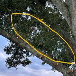 Missed trimming branch Missed trimming branch