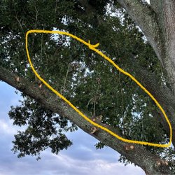 ABT Tree Care - Missed trimming branch