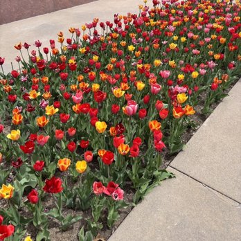 Denver Botanic Gardens - Tulip Garden - Botanical Gardens Near Me - Denver, Colorado