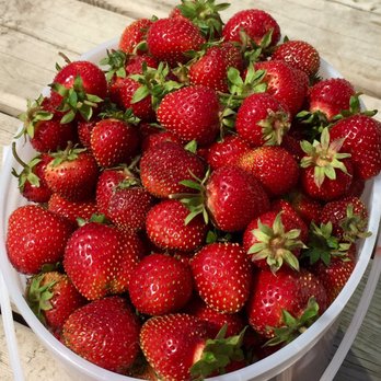 Forest Fringe Orchards - a bucket of strawberries - Wineries Near Me - Prince Albert, Saskatchewan