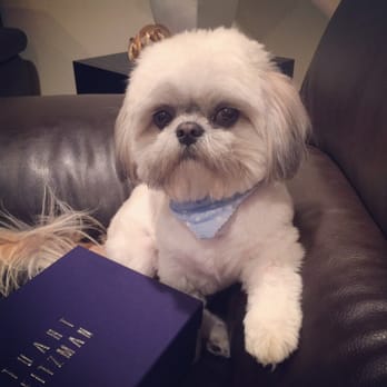 Splash Doggie - My boo boo taking a selfie ;))) - Pet Groomers Near Me - Burbank, California Splash Doggie - My boo boo taking a selfie ;))) - Pet Groomers Near Me - Burbank, California